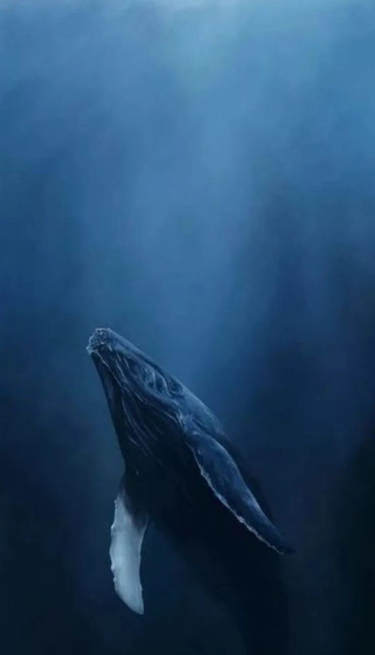 Кит обои на телефон. Кит 52 Герца арт. Самый одинокий кит 52 Герца. Заставка кит. Голубой кит.