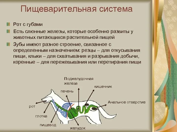 Пищевод млекопитающих. Схема пищеварительной системы животных. Пищеварительная система СХ животных. Пищеварительная система животного схема. Пищеварительная система животных анатомия.