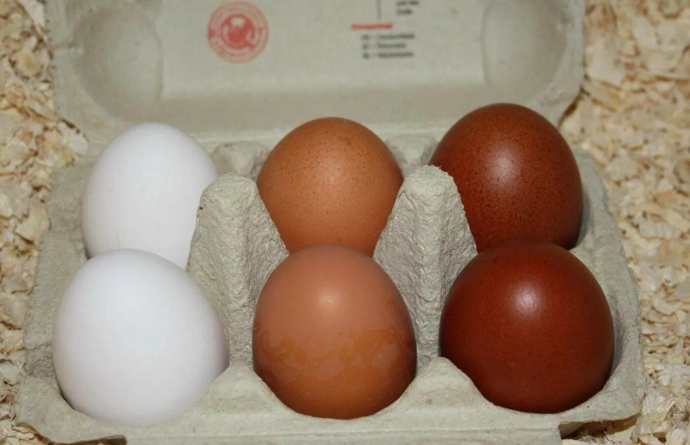 Куплю инкубационное яйцо кур породы. Мини курочки яйца. Виандот яйцо цвет. Виандотов курицы яйцо. Яйца породы Виардот.