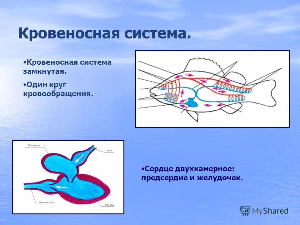 двухкамерное сердце у рыб. схема строения сердца позвоночных.