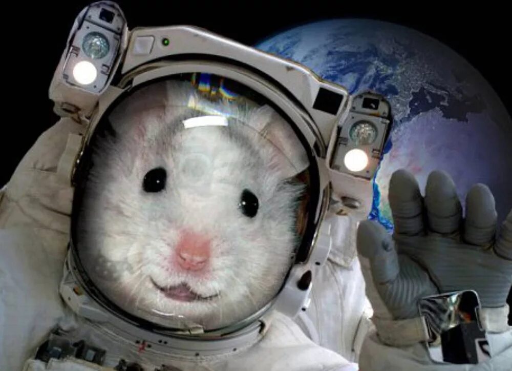 Спільнота Steam :: :: Space Doggo