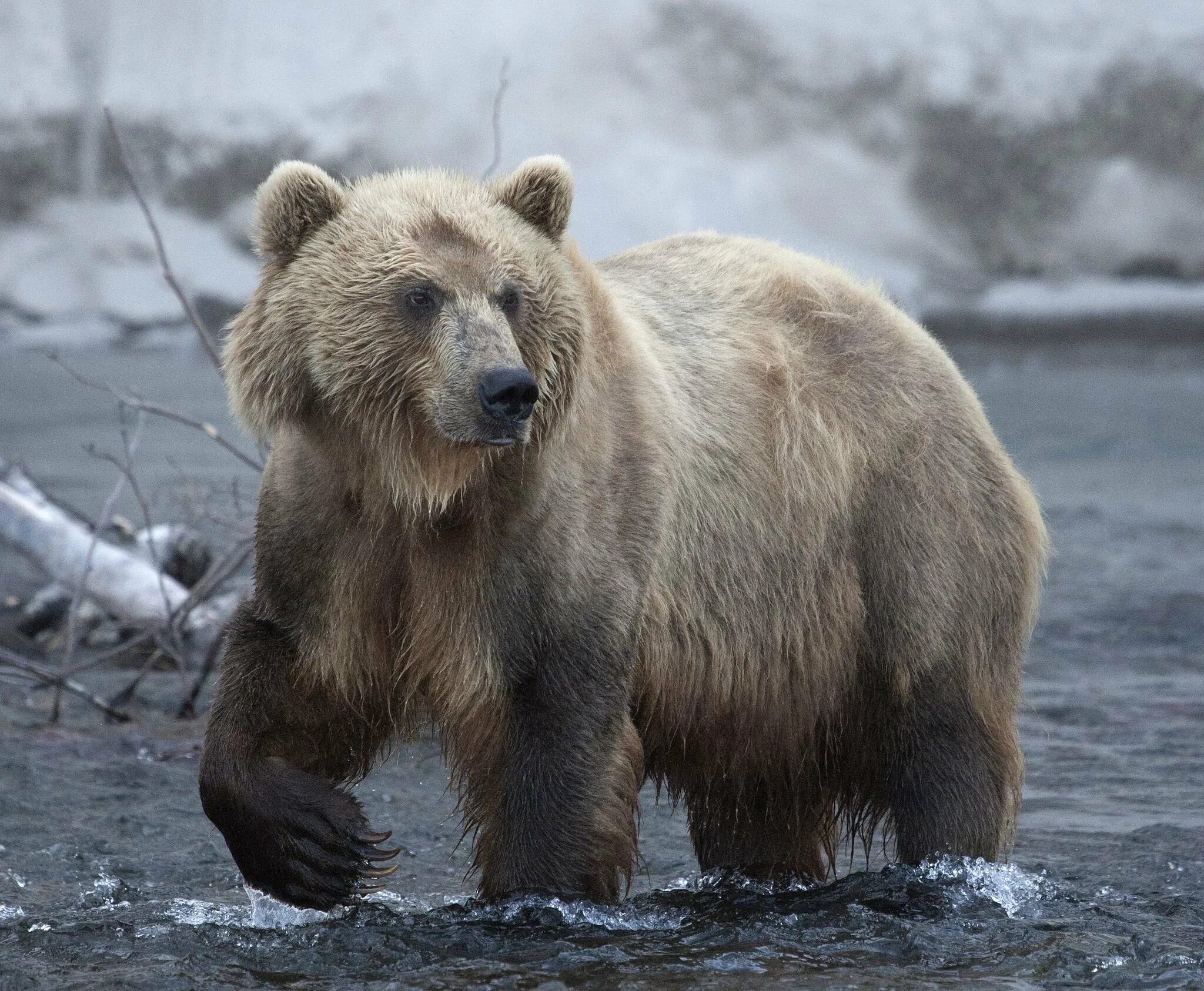 Бурый медведь Кольский полуостров. Кольский полуостров медведи. Бурый медведь Мурманской области. Бурый медведь в лесотундре.