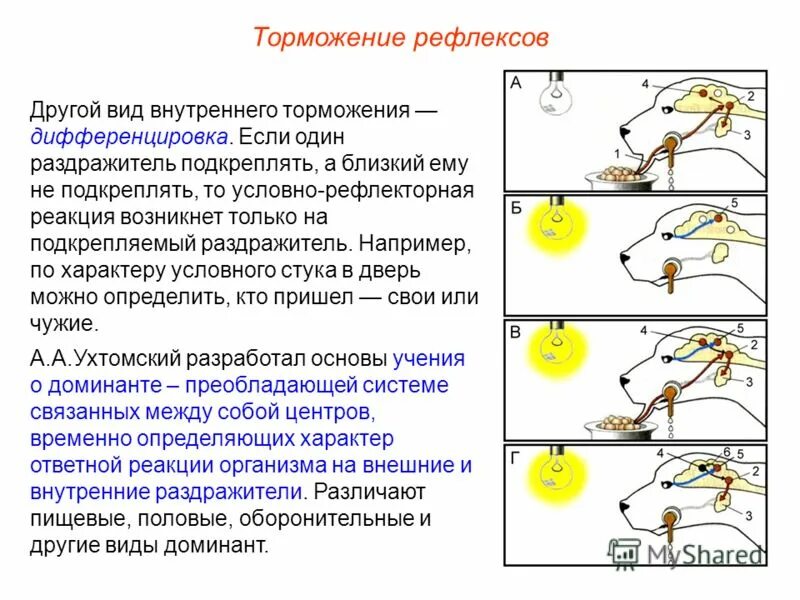 Охранительное значение имеет торможение условных рефлексов. Механизм торможения условных рефлексов. торможение условных рефлексов схема. механизм внешнего торможения условного рефлекса. условный тормоз условных рефлексов.
