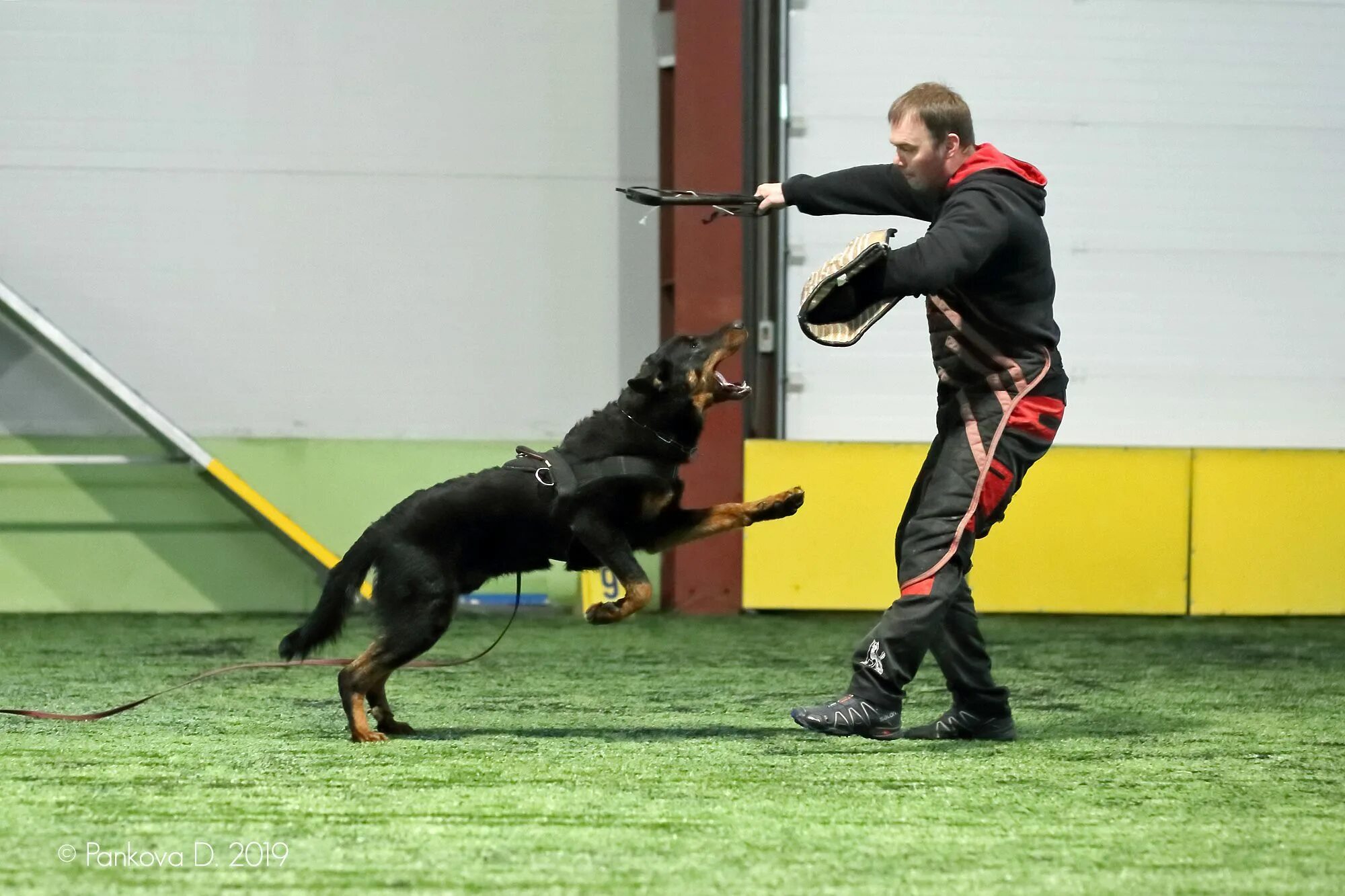 Dogs hall