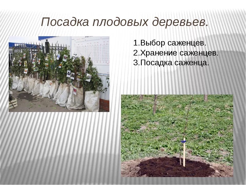 Дерево посажено впр 8 класс. Посадка плодовых деревьев. Процесс посадки дерева. Посадка деревьев и кустарников. Как посадить дерево.