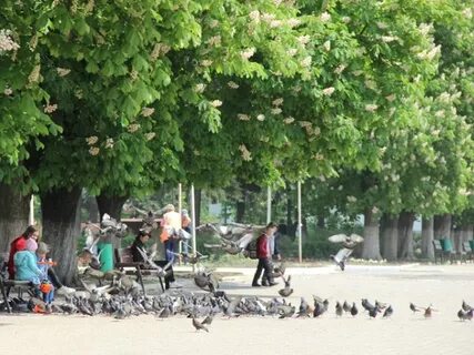 Гисметео азовский круглое