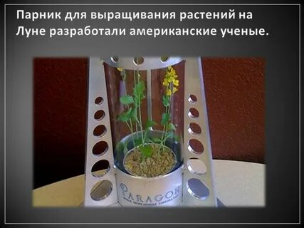 Урок выращивание растений