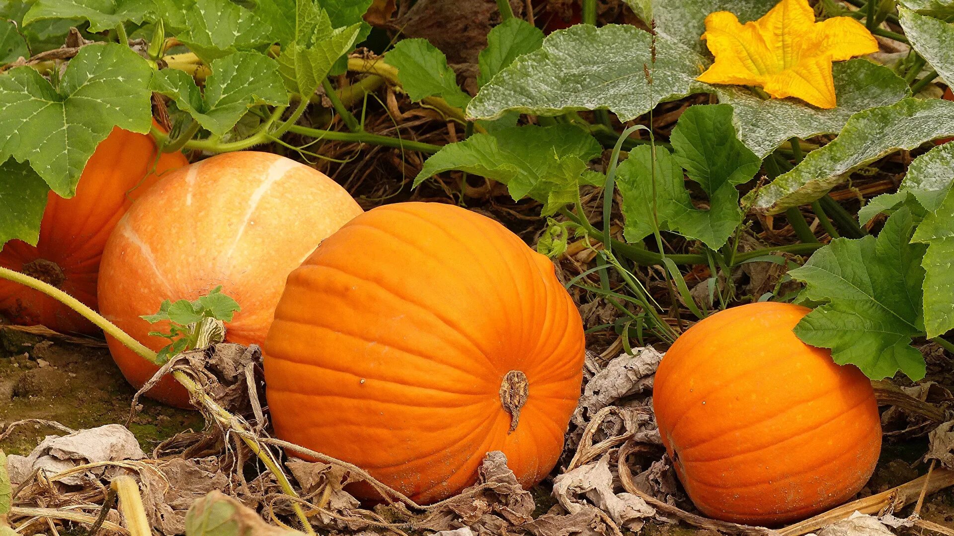 Тыква культура. Тыква Cucurbita maxima. Cucurbita maxima тыква крупная. Тыква кустовая оранжевая (2г). Лоза тыквы.