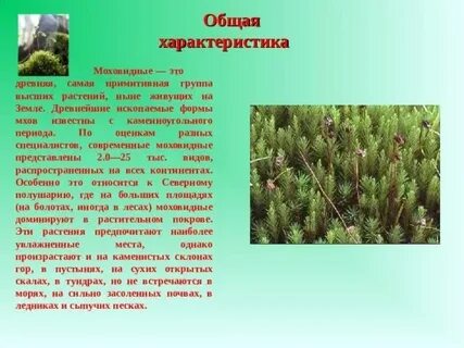 Признаки отдела моховидные 7 класс биология