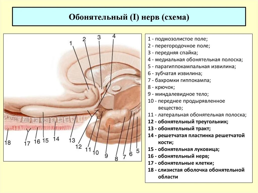 Обонятельный нерв схема неврология. Обонятельный черепной нерв анатомия. 1 Пара обонятельный нерв. 1 Пара черепных нервов обонятельный нерв. Обонятельное ядро