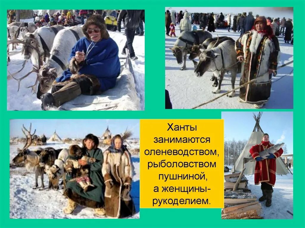 Ханты манси люди. Традиционные занятия хантов. Манси собирательство. Ремесла ханты и манси. Оленьи упряжки ханты манси.