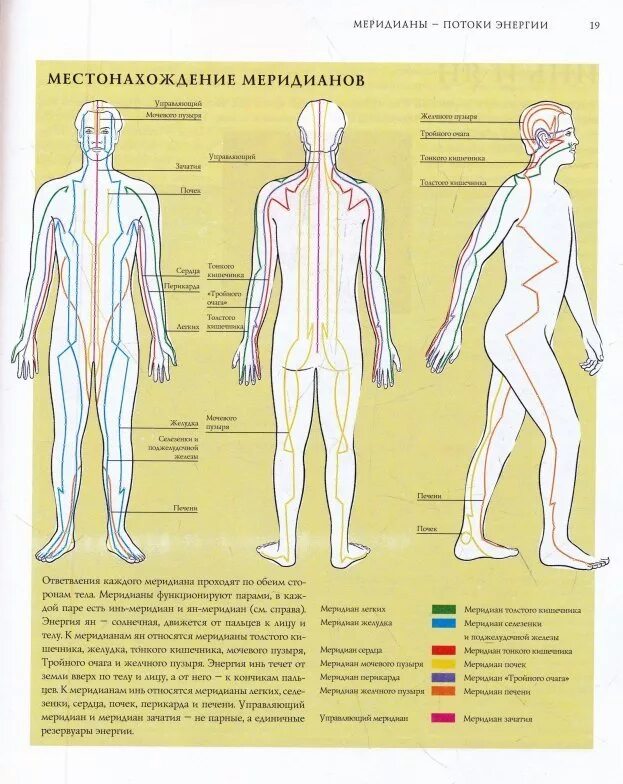 Меридианы человека китайская. Энергетические меридианы человека. Энергетические меридианы человека китайская медицина. 12 Меридианов человека по китайской медицине. Меридианы человека схема и направления китайская медицина.