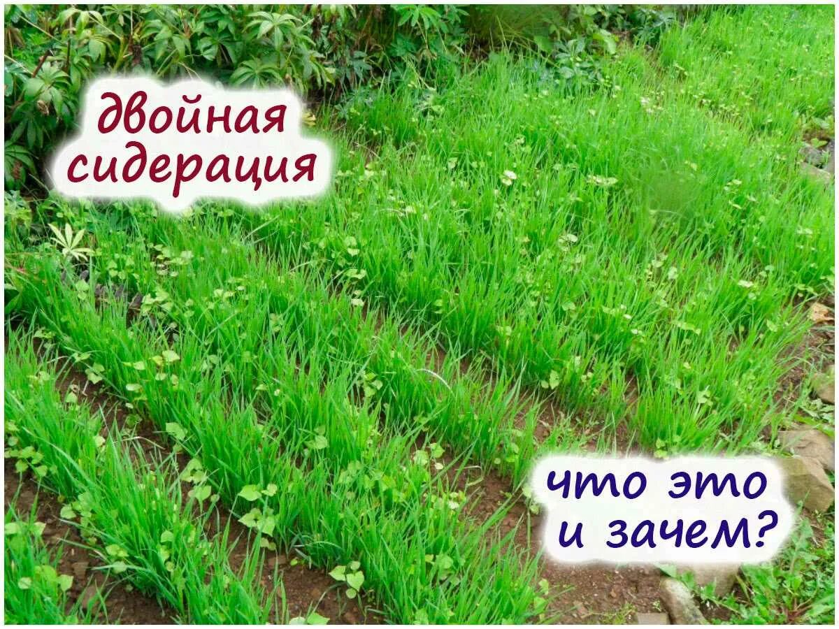 Сидераты посев осенью под зиму. Сидераты для огорода. сидерация почвы. двойная сидерация почвы. сидераты под лук.