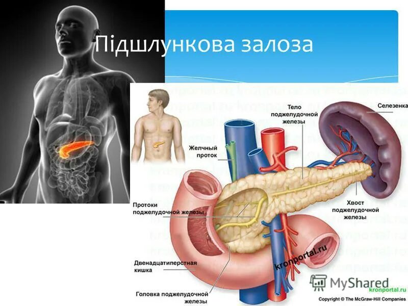 Как жить без селезенки