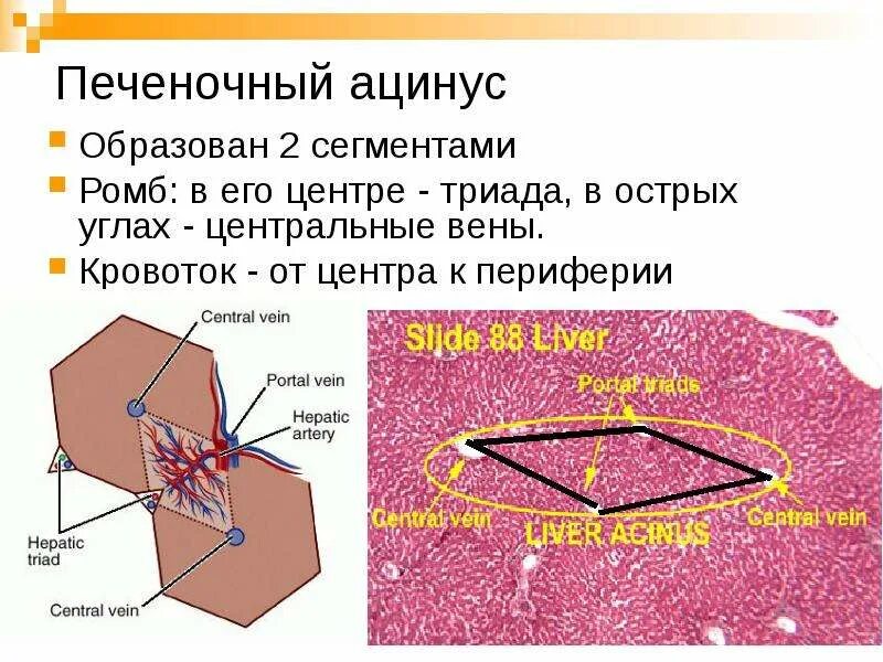 Триада печени. Строение ацинуса печени. Триада печени гистология. Ацинус печени гистология. Портальная долька и ацинус печени.