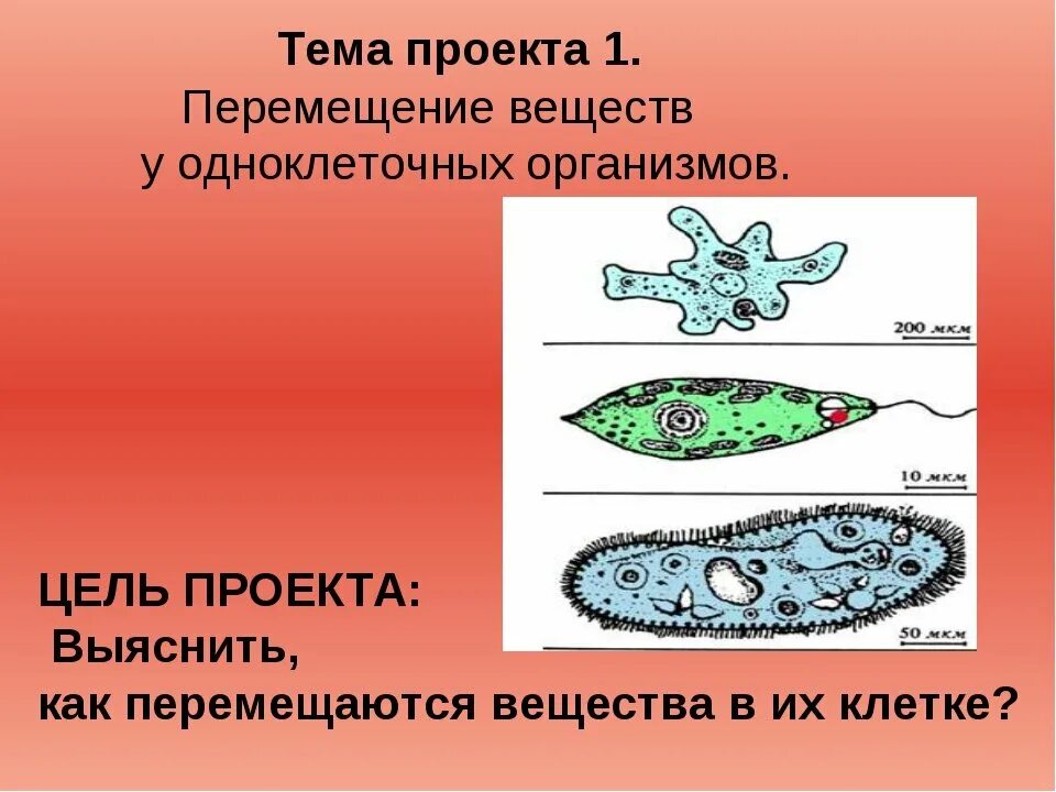 Перемещение веществ у одноклеточных организмов. Передвижение веществ у одноклеточных. Транспорт веществ у одноклеточных животных. Передвижение веществ у животных. Органы передвижения веществ