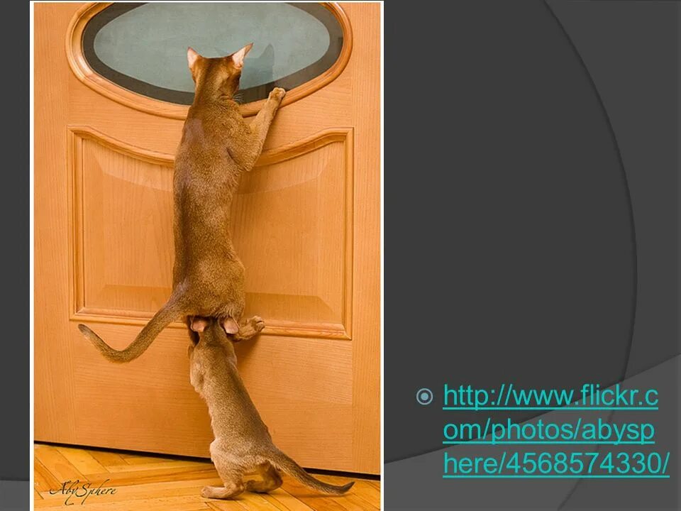 Любопытство корень. Любопытство не порок а большое. Любопытство цитаты. Заглянуть в замочную скважину. Любопытство прикол.