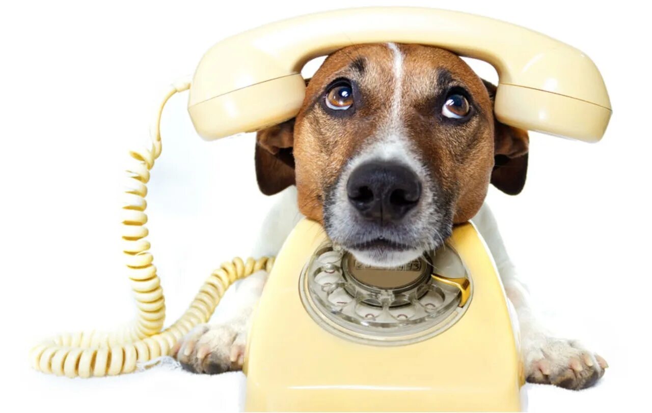 Картинки на телефон собаки. Позвони собаку. Позвони собаку. Позвони собаку. Мопс звонит.