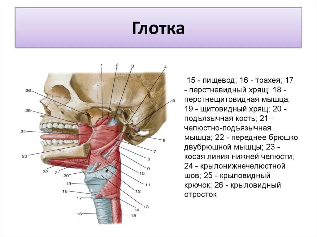 Глотка трахея пищевод