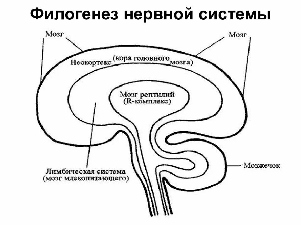 Филогенез мозга. Строение мозга рептильный лимбический неокортекс. Ствол мозга – лимбическая система – неокортекс. Филогенез развития центральной нервной системы человека.