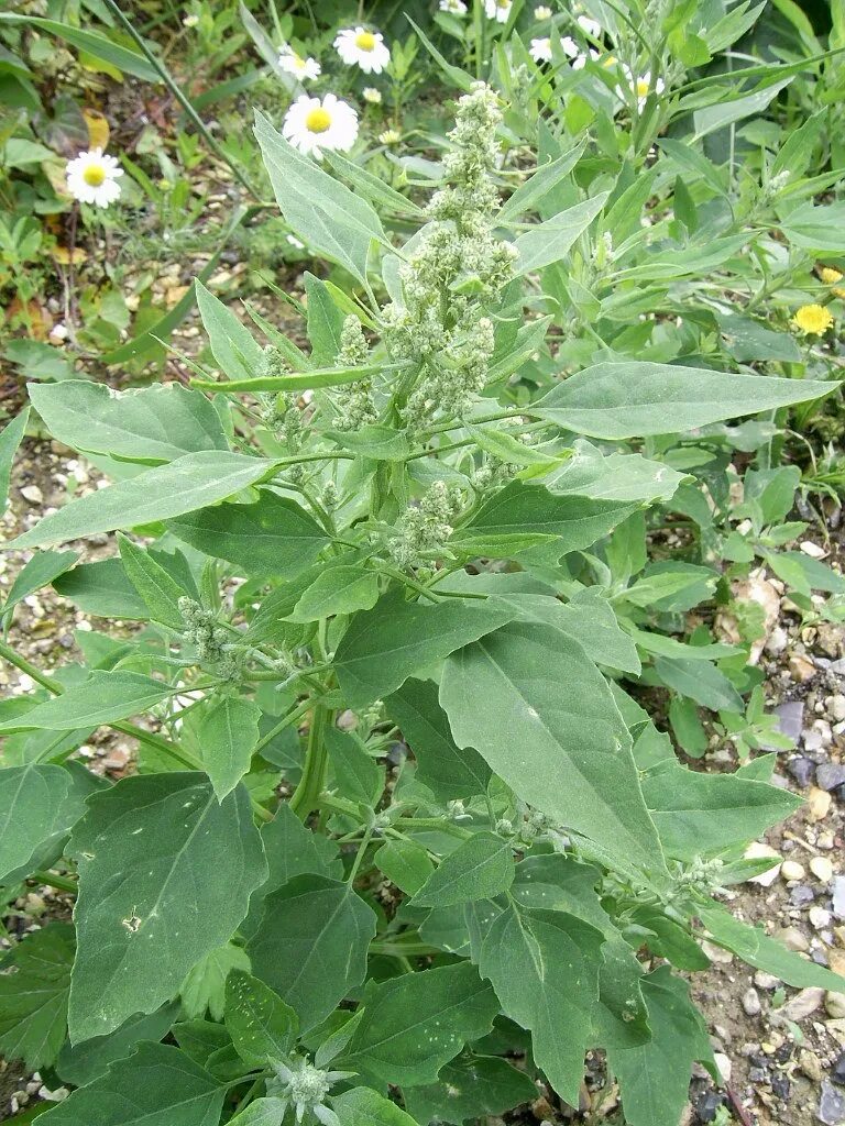 Лебеда какое растение. Лебеда. Лебеда (Atriplex). Лебеда Садовая (Atriplex Hortensis). Лебеда раскидистая.