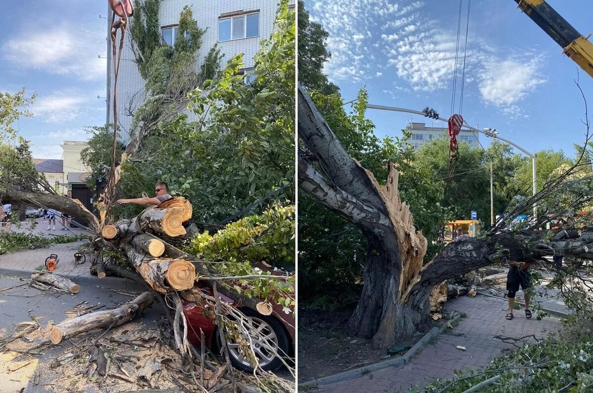 Можно ли распилить упавшее дерево. Упавшее дерево. в ростове упало дерево. упавшее огромное дерево. дорога с деревьями.
