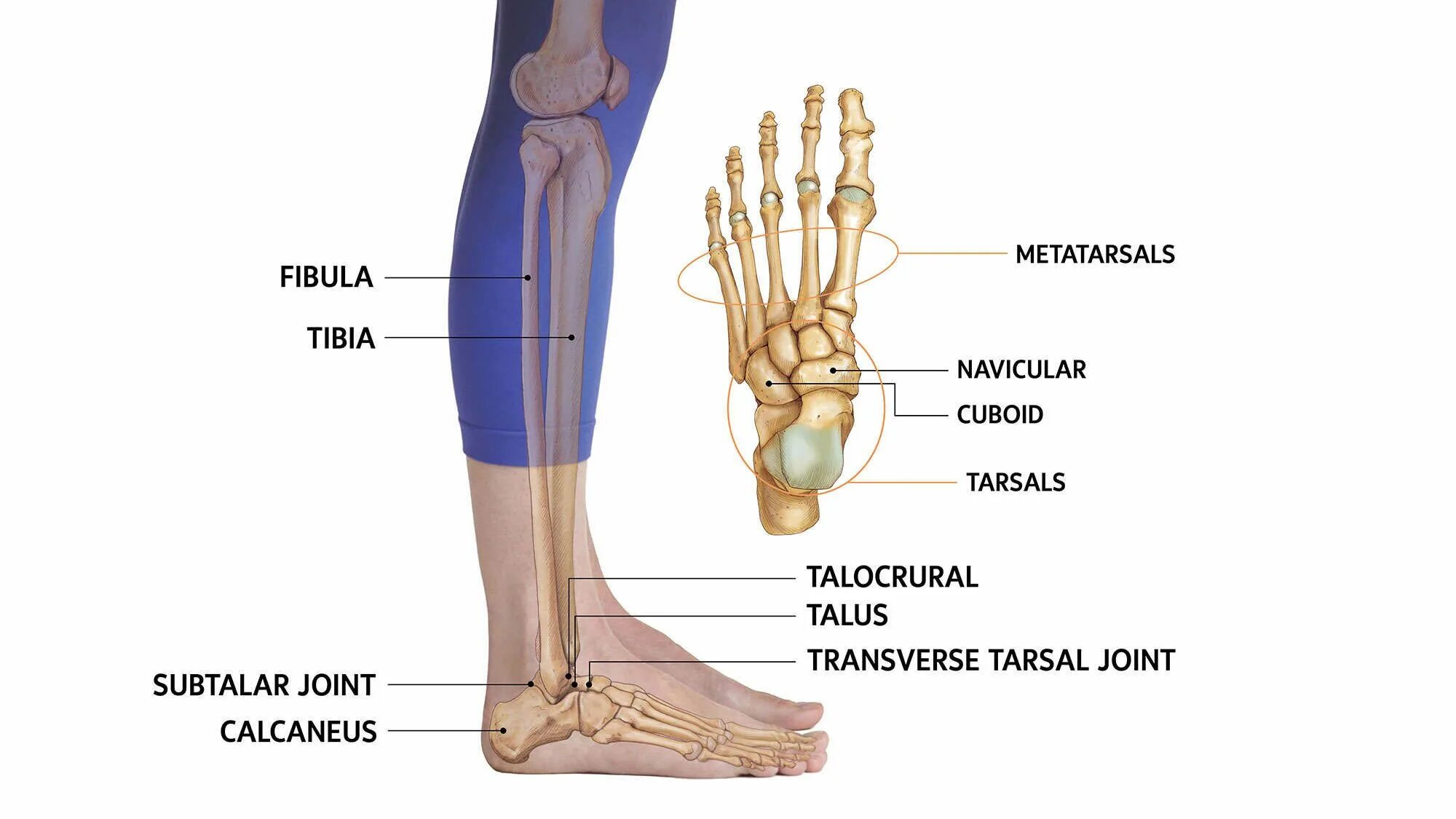 Малоберцовая кость голени. Tibia Fibula кости. Анатомия малоберцовой кости рентген. Малоберцовая кость нога анатомия человека.