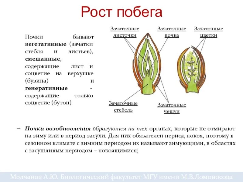Побег образуется. Схема развития побега. почки растений. строение почки растения. развитие побега из почки.