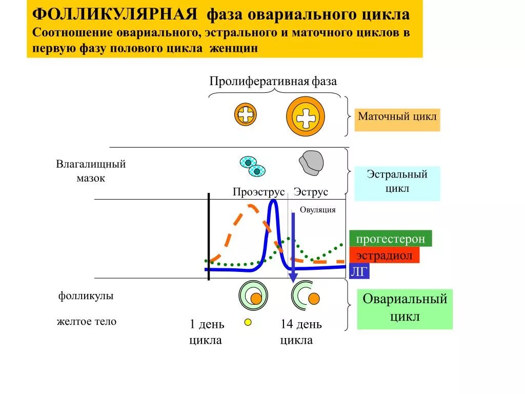 4 5 день цикла