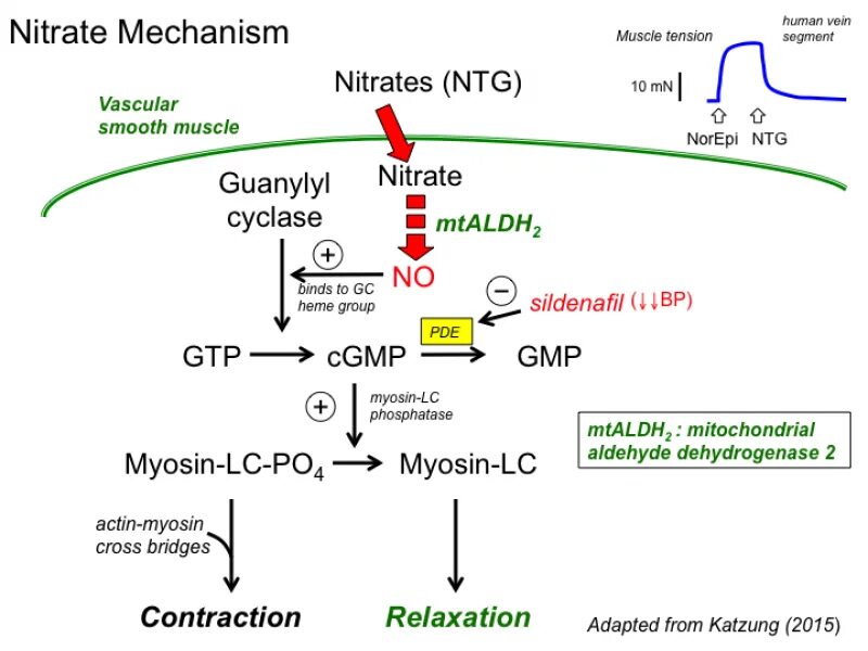 Mechanism of action. Bromocriptin mechanism of Action. Mechanism of nitroglycerin. Methotrexate mechanism of Action.