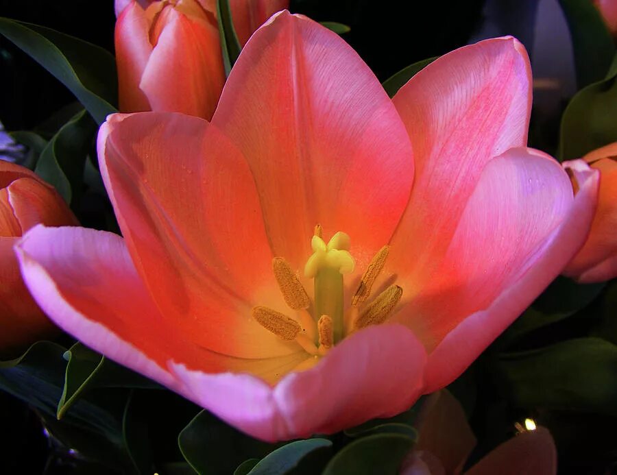 Тюльпан барракуда. Раскрывшийся тюльпан. Тюльпан онтарио. Раскрытые тюльпаны. Раскрытые тюльпаны.