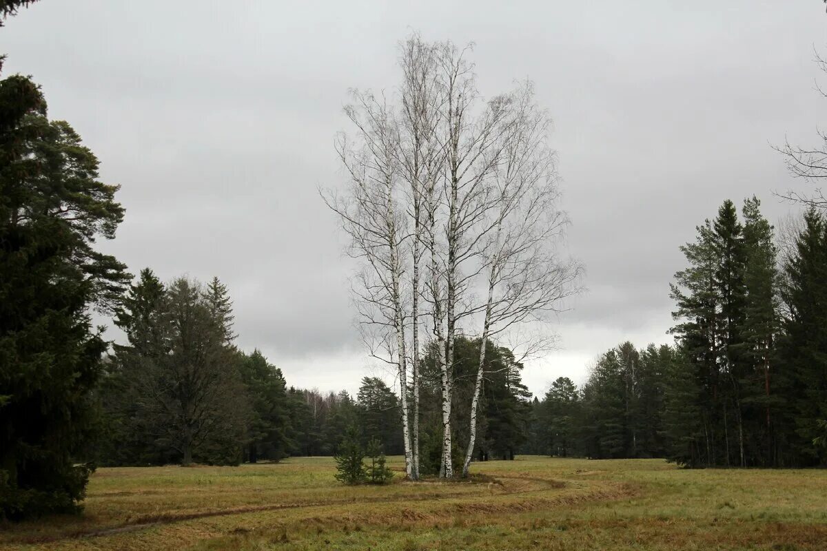 Березка круг. Березка круг. Район белой березы в павловском парке. Павловский парк белая береза. Павловский парк белая береза.