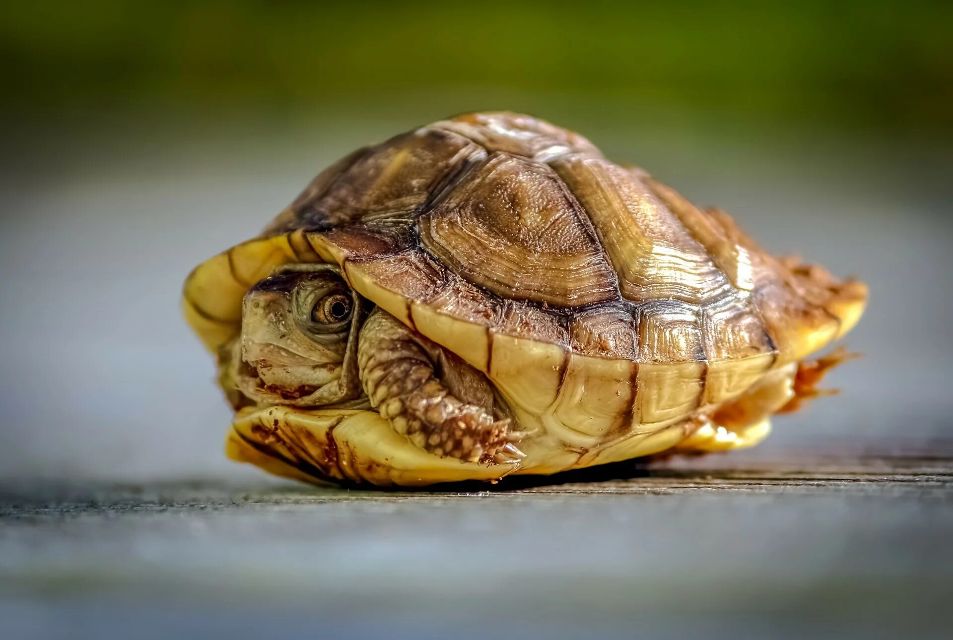 Turtle черепаха. Черепаха спряталась в панцирь. Панцирь черепахи. Морская черепаха прячется в панцирь. Панцирь морской черепахи.