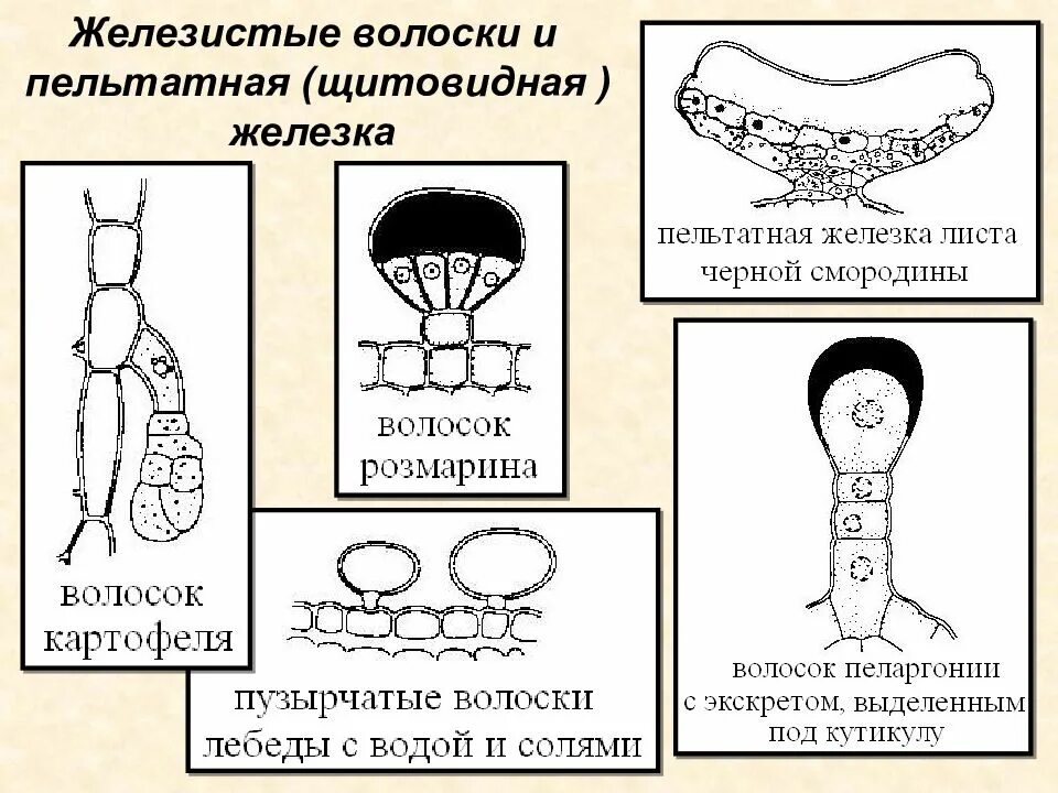 Выделительная ткань растений железистые волоски. Железистые трихомы. Железистые трихомы (волоски) и железки. Железистые головчатые волоски. Выделительная ткань железистые волоски.