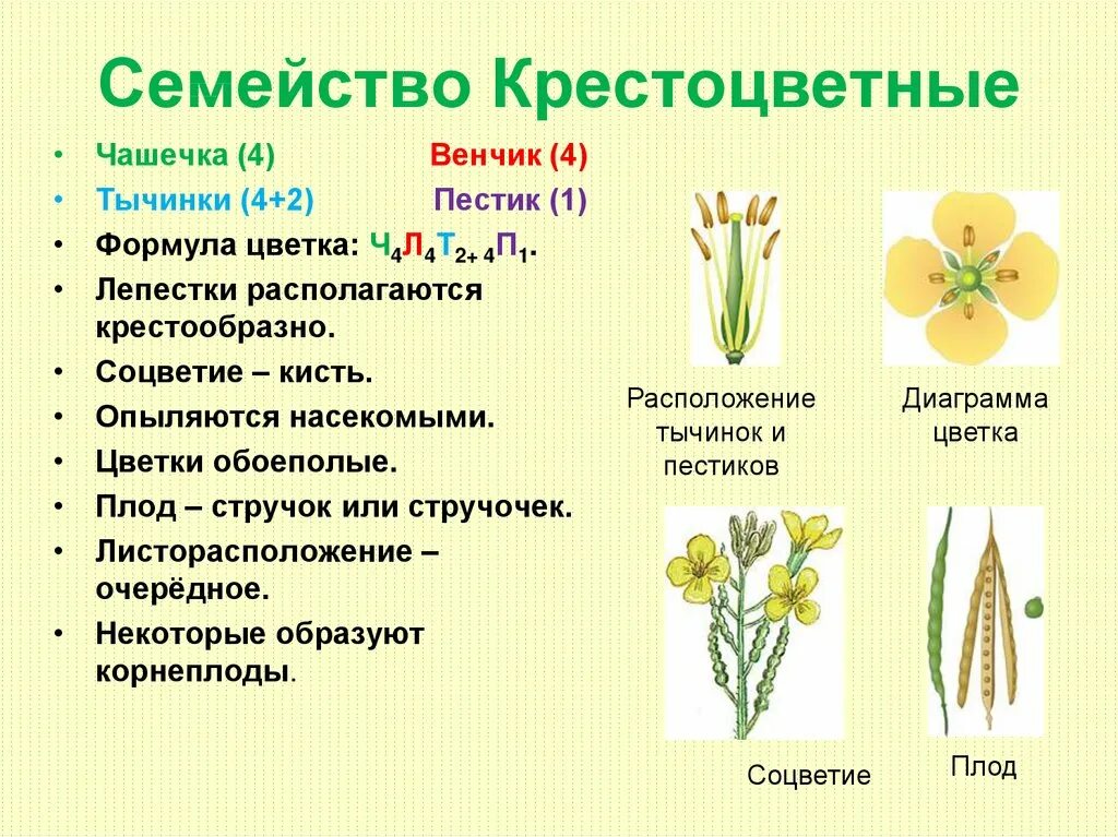 Какая формула цветка семейства крестоцветные