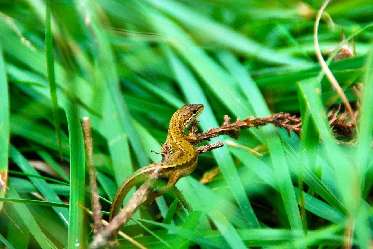 Ящерица Луговая (Lacerta praticola). Зеленобрюхая ящерица. Прыткая ящерица на лугу. Луговая ящерица Darevskia praticola.