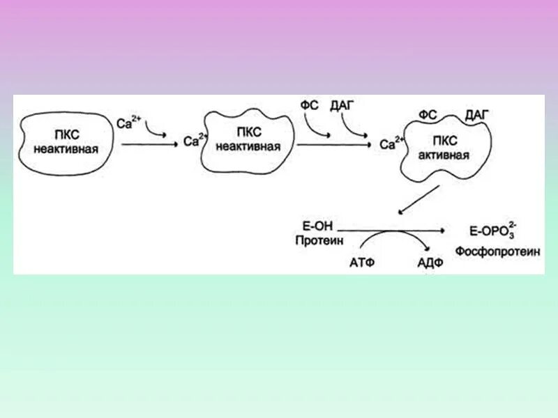 Зависимые пути. Кальций и циклические нуклеотиды. Протеин в фосфопротеин. АТФ И белки реакция. Протеин в фосфопротеин реакция.