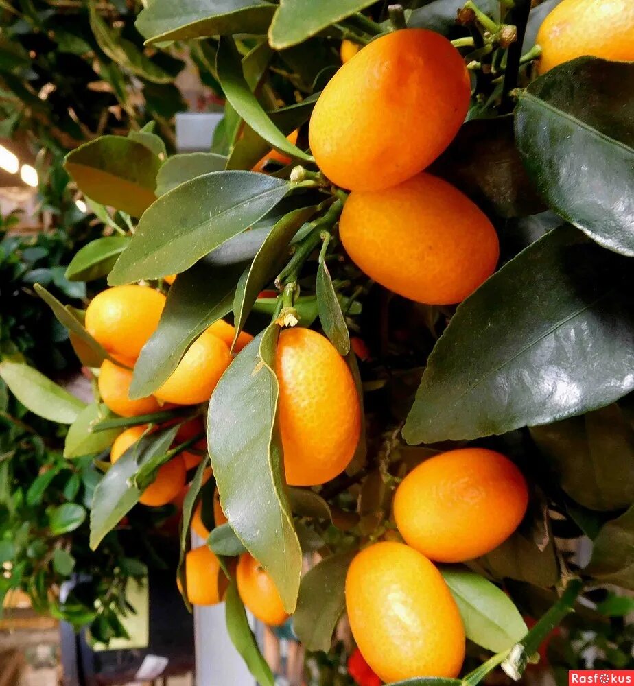 фрукт цитрус кумкват. Sogdiana кумкват. кумкват плоды. кумкват плоды. кумкват мандарин оранжевый.