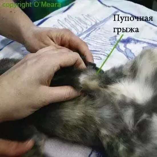 Стерилизация кошек грыжа. Кошка после стерилизации. Где у кота пупок
