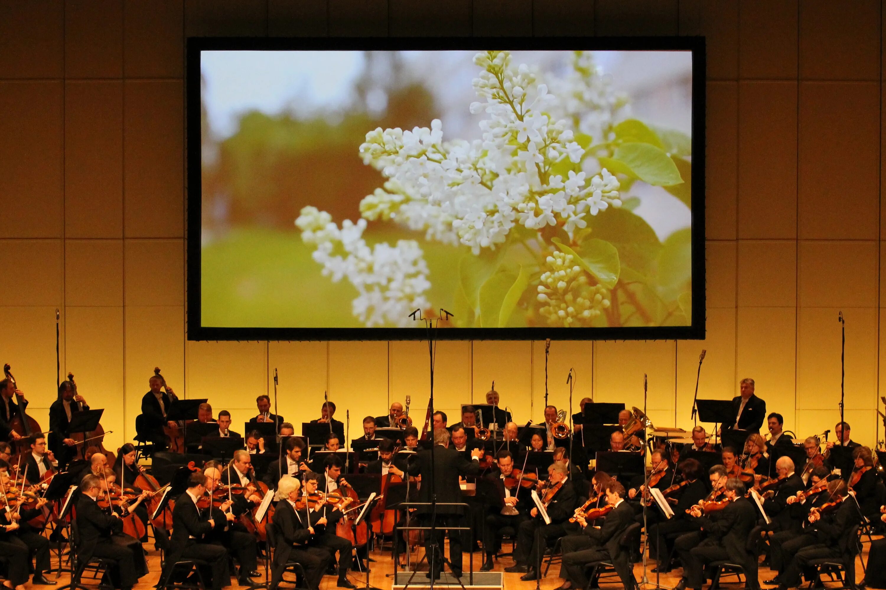 Сайт филармонии 2. Сайт филармонии 2. Концертный зал рахманинова филармония. Зал имени с. Направления академической музыки.