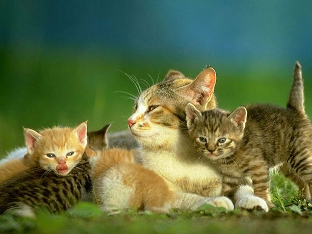 Кошки и т д. Кошка с котятами. 5 Котят. Кошка с тремя котятами. Детеныш кошки.