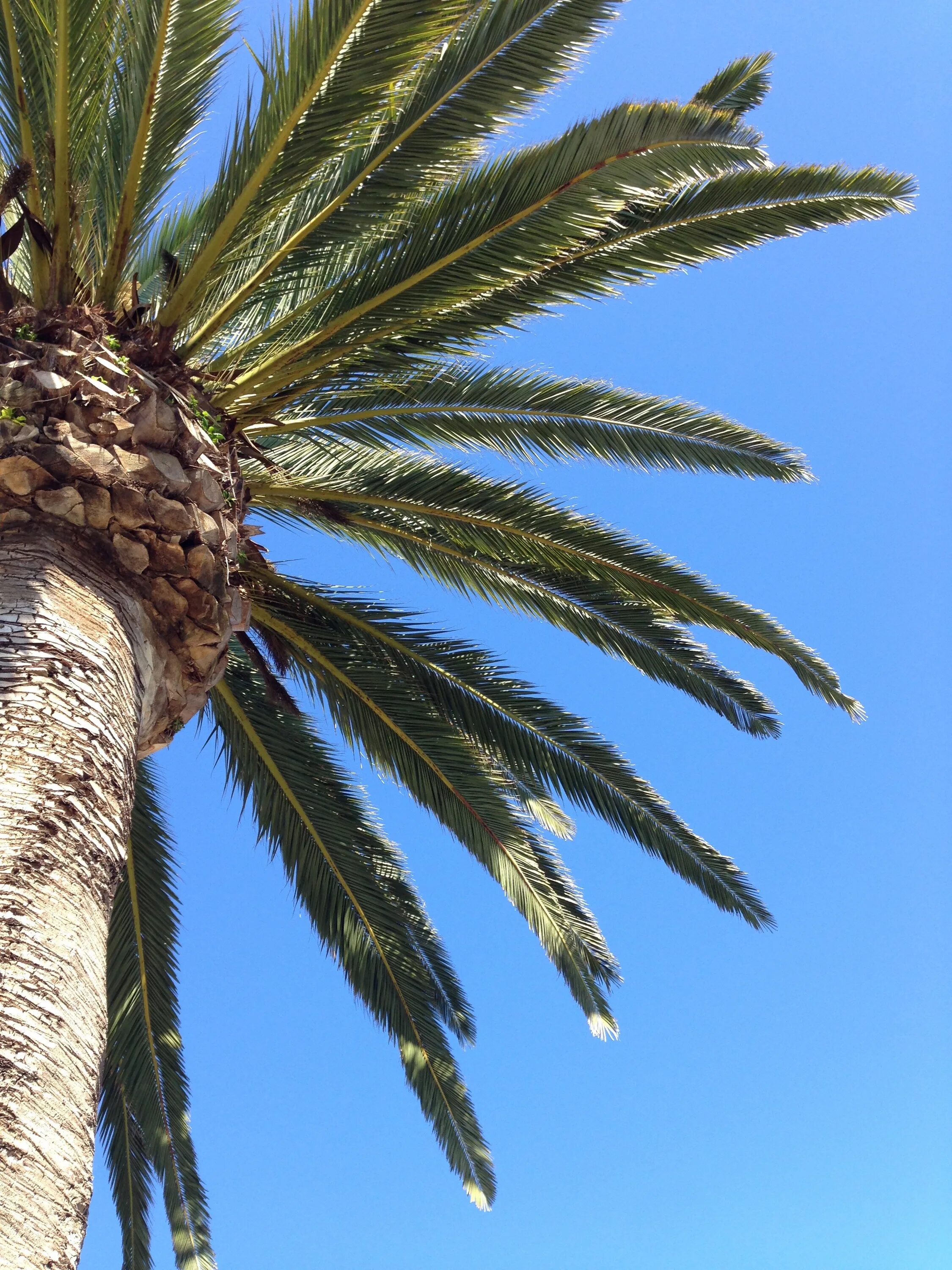 Эритрея дерево финиковые пальмы. Лист финиковой пальмы. Растение пальмовое дерево. Цветок Пальма. Дерево из семейства пальмовых