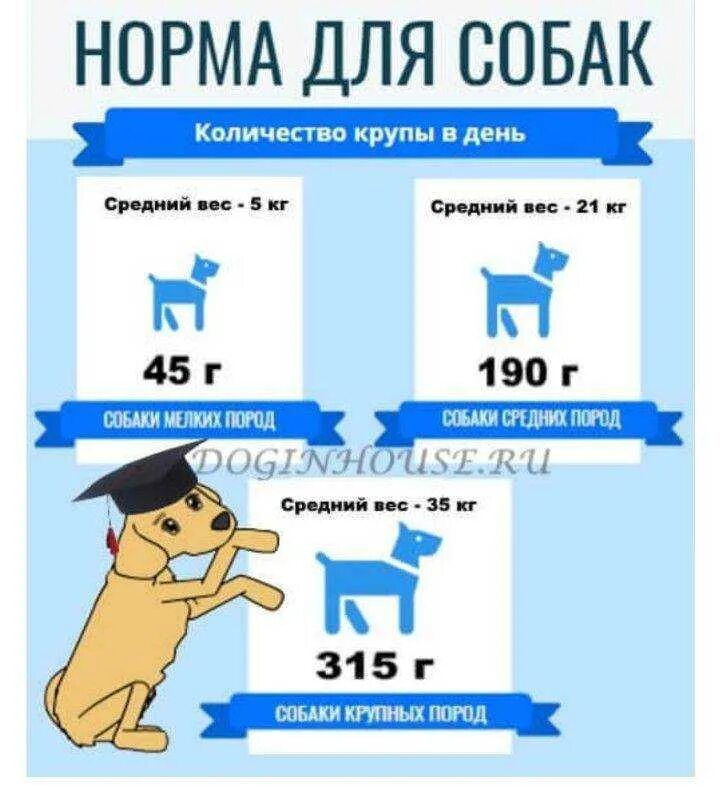 Можно ли собакам давать рис. Какие каши можно давать собакам. какое коупы можно давать собакам. какие каши нельзя собакам. какие кашитможно собакам.
