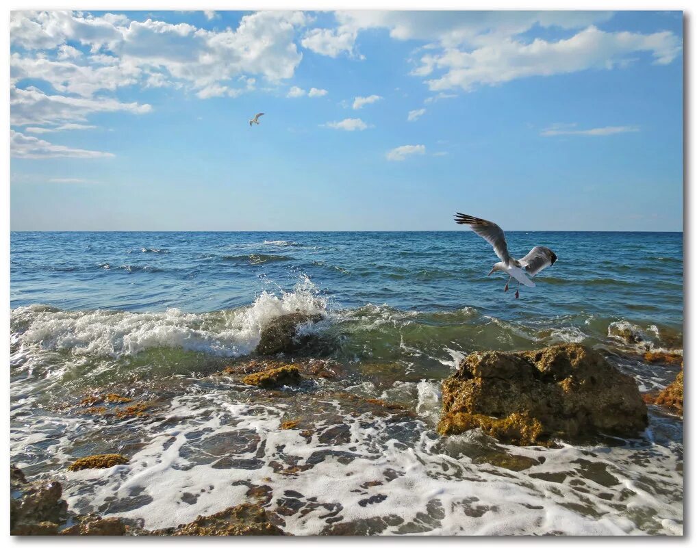 Волны и чайки над морем. Крым море Чайки. Морской пейзаж с чайкой.