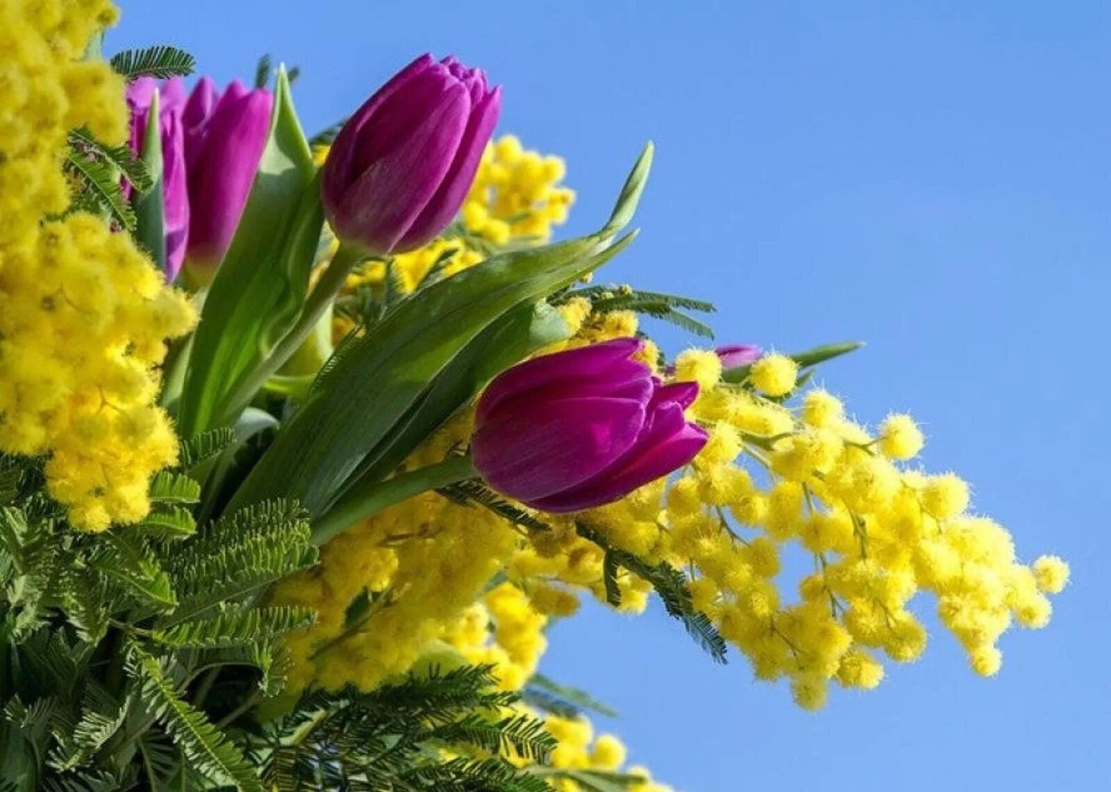 8 Тюльпаны Мимоза нарциссы. Весенний букет с мимозой и тюльпанами. Сирень Мимоза тюльпаны. С праздником весны.