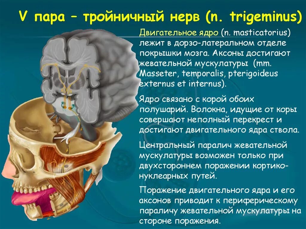 Тройничный черепной нерв. Тройничный нерв (n. trigeminus). Тройничный нерв- 5 пара черепных нервов. Черепно мозговые нервы 5 пара тройничный нерв. Локализация ядер тройничного нерва.