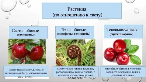Самая примитивная группа цветковых