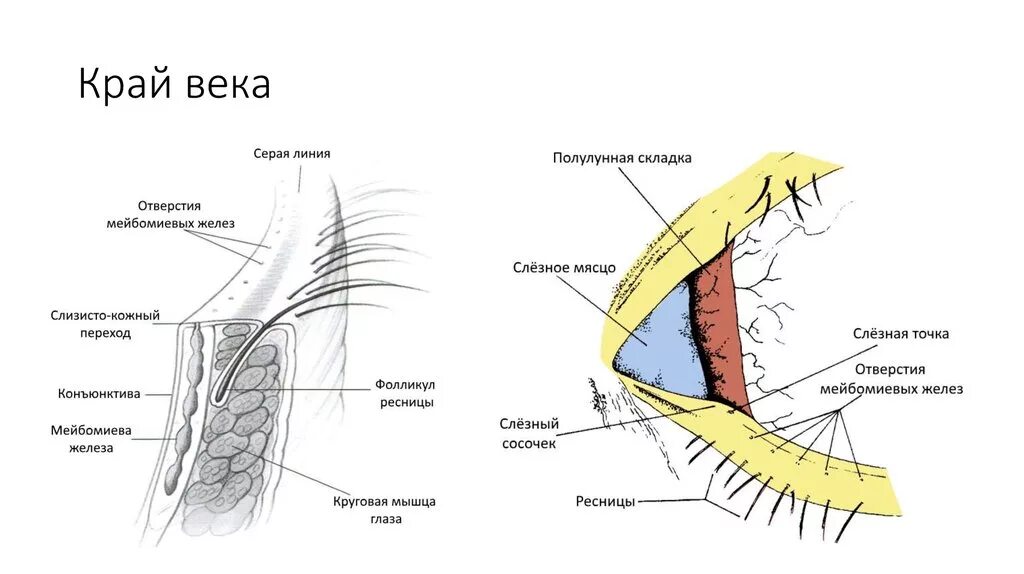 Строение век- мейбомиевы железы. Строение конъюнктивы анатомия. Строение конъюнктивы глаза анатомия.