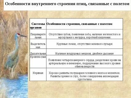 Особенности строения в связи с полетом
