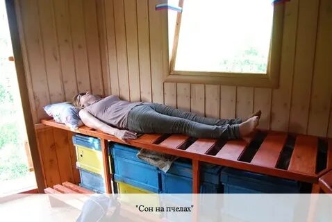 Сон на пчелах